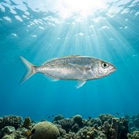 Boga
