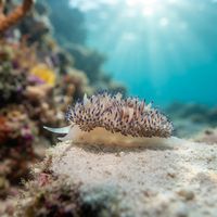 Gasflame nudibranch with translucent white body and orange-tipped cerata on a rocky reef.
