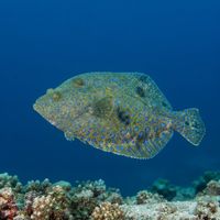 Peacock flounder camouflaged on sandy reef bottom with pale blue rings across a mottled brown body.