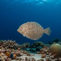 Leopard Flounder