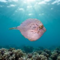 Pigmy Leatherjacket