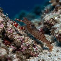 Twoclaw Shrimp
