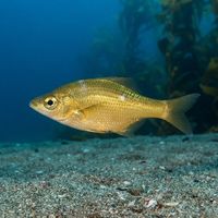 Kelp Seaperch