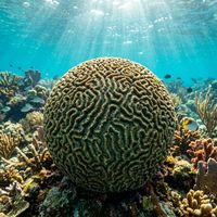 Brain coral colony with tightly folded grooved ridges in brown and tan tones sitting on a shallow tropical reef.