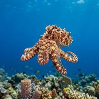 Brazilian Reef Octopus with mottled brown and orange skin texture pressed against a shallow coral reef.