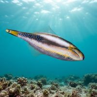 Bridled Leatherjacket