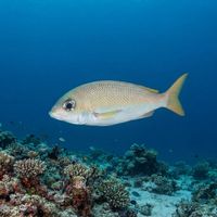 Bridled Monocle Bream