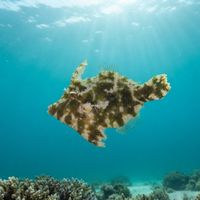 Bristle-tail Filefish
