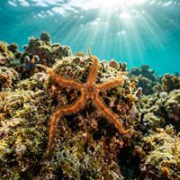 Brittle star with long, slender serpentine arms radiating from a small central disc, resting on a rocky reef.