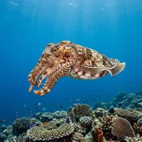 Broadclub cuttlefish with mottled brown and white patterning and broad flattened mantle hovering above a coral reef.