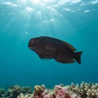 Brown Coral Blenny