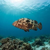 Brown-marbled Grouper