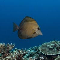 Brushtail Tang