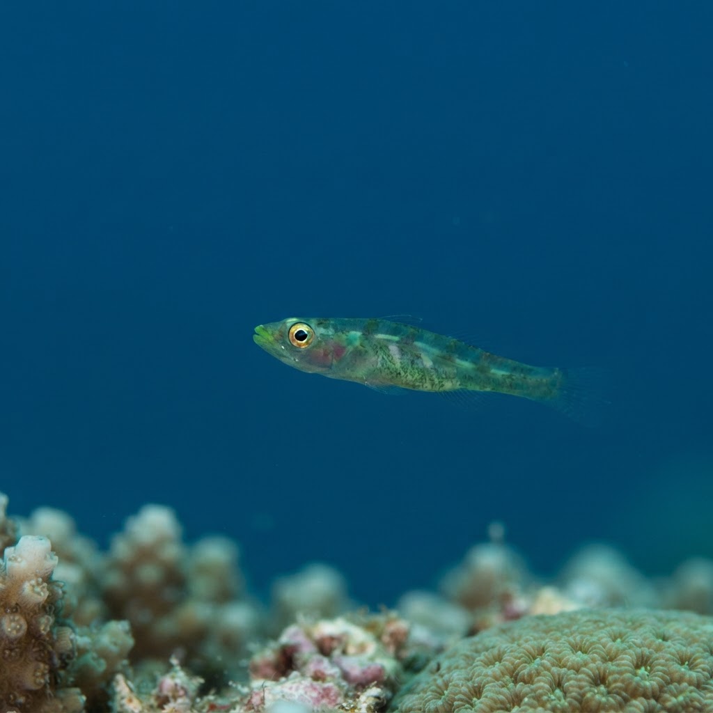 Whip Coral Goby