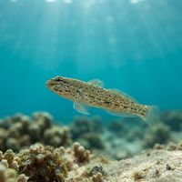 Bucchich's Goby