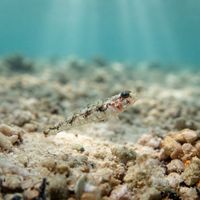 De Buen's Goby