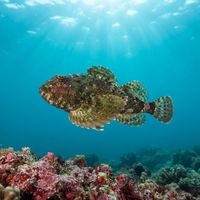 Buffalo Sculpin