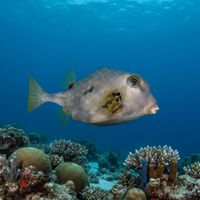Adult buffalo trunkfish with a boxy yellowish-brown body and raised ridges hovering near a reef bottom.