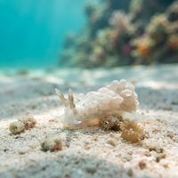 White Aeolid