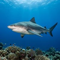Bull shark, a large grey shark with a broad blunt snout and heavy body, swimming over a reef.