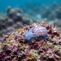 Lined Bubble Snail