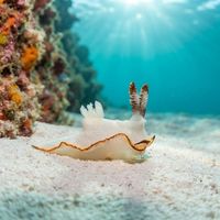 Burnt-edged Pump Dorid