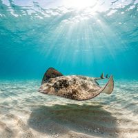 Butterfly ray with wide, diamond-shaped disc and short tail resting on a sandy seafloor in shallow coastal water.