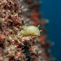 White Atlantic Cadlina