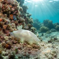 Cadlina sylviaearleae