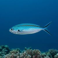Blue and gold fusiliers schooling in open water above a coral reef, showing bright gold lateral stripes.