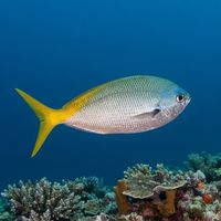 Red-bellied Fusilier