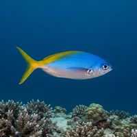 Yellow And Blueback Fusilier