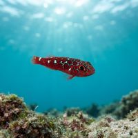 Caesiura Pygmy Goby