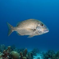 Jolthead Porgy