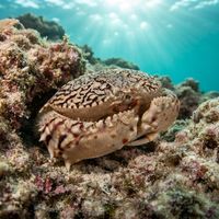 Ocellate Box Crab