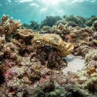 Hawaiian Whitefoot Hermit