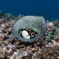 Zebra hermit crab with black-and-white banded legs peering from its shell on coral rubble.
