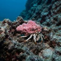 Hermit Crab