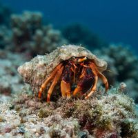 Orange-clawed Hermit Crab