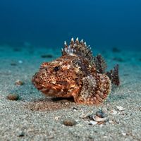 California Scorpionfish