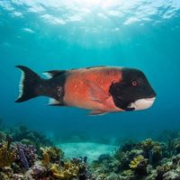 California Sheephead