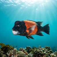 California Sheephead