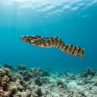 Marbled Snake Eel
