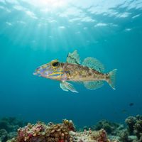 Common Dragonet resting on sandy seabed, showing mottled brown body and broad flattened head.
