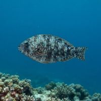 Adult dotted parrotfish with mottled greenish-brown body grazing on algae over a shallow reef.