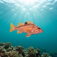 Canary Rockfish