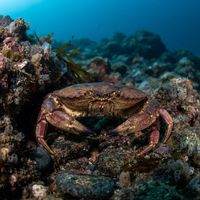 Atlantic rock crab with a mottled reddish-brown shell and pale underside resting on a rocky seafloor.
