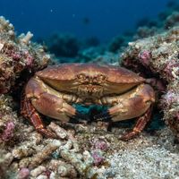 Adult brown crab with a reddish-brown ridged shell and black-tipped claws resting on sand.
