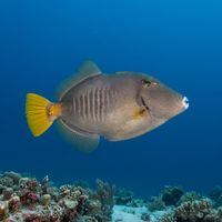 Adult barred filefish with grey-brown mottled body and pale vertical bars hovering near a coral reef.