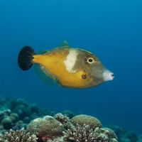 Adult whitespotted filefish with a mottled brown body and pale spots hovering near a Caribbean coral reef.